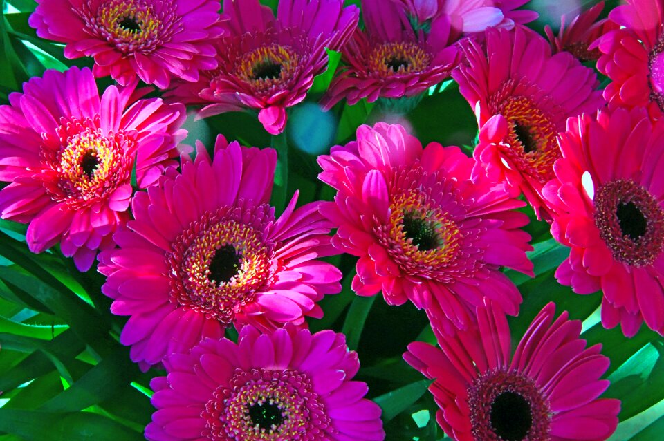 Pink gerbera flower flowers