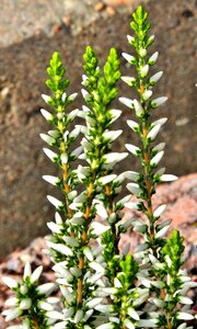 Small petals plant erika