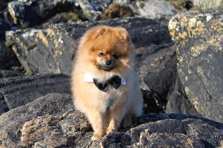 Spitz miniature pet doggy