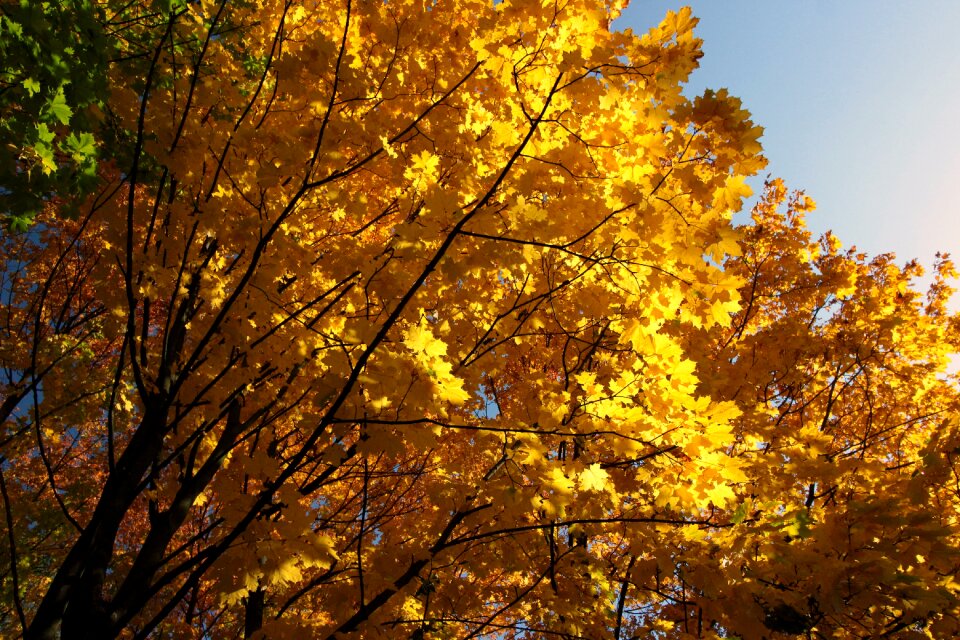 Foliage landscape nature photo