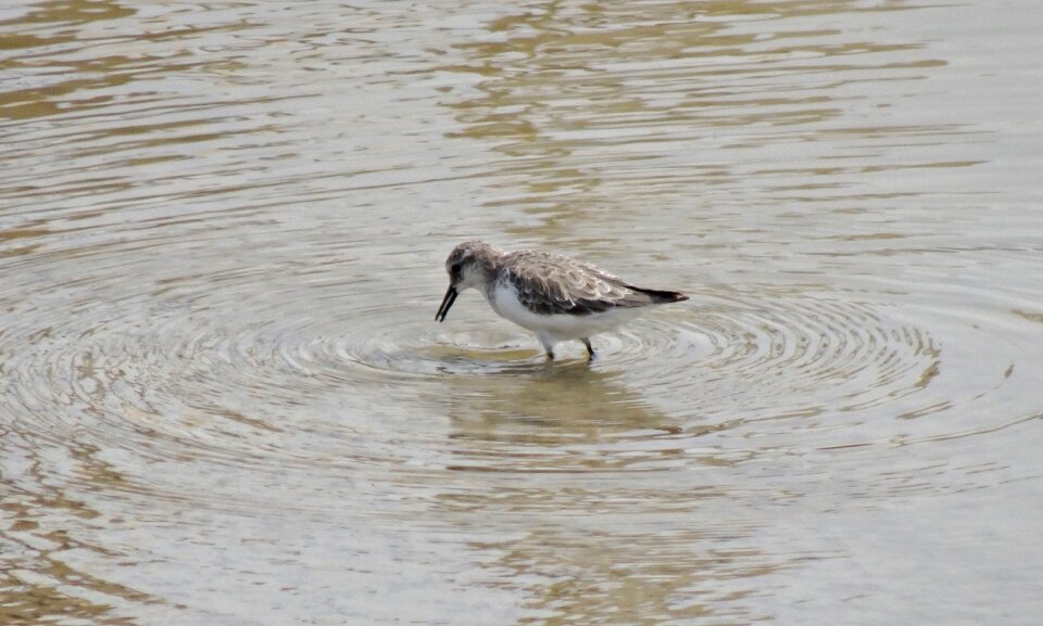 Erolia minuta small wader