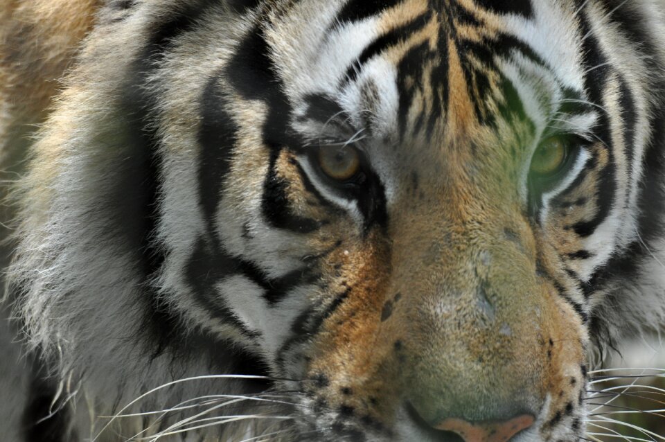 Animal predator feline