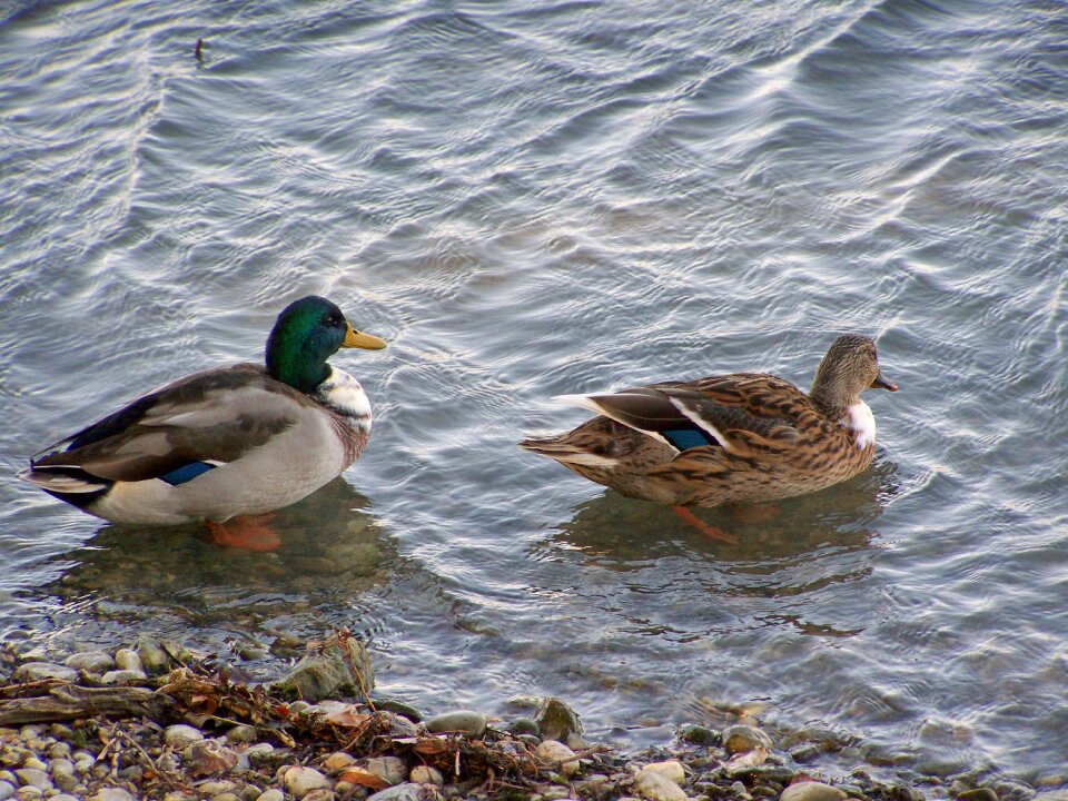 Tőkésréce a few waterfowl duck