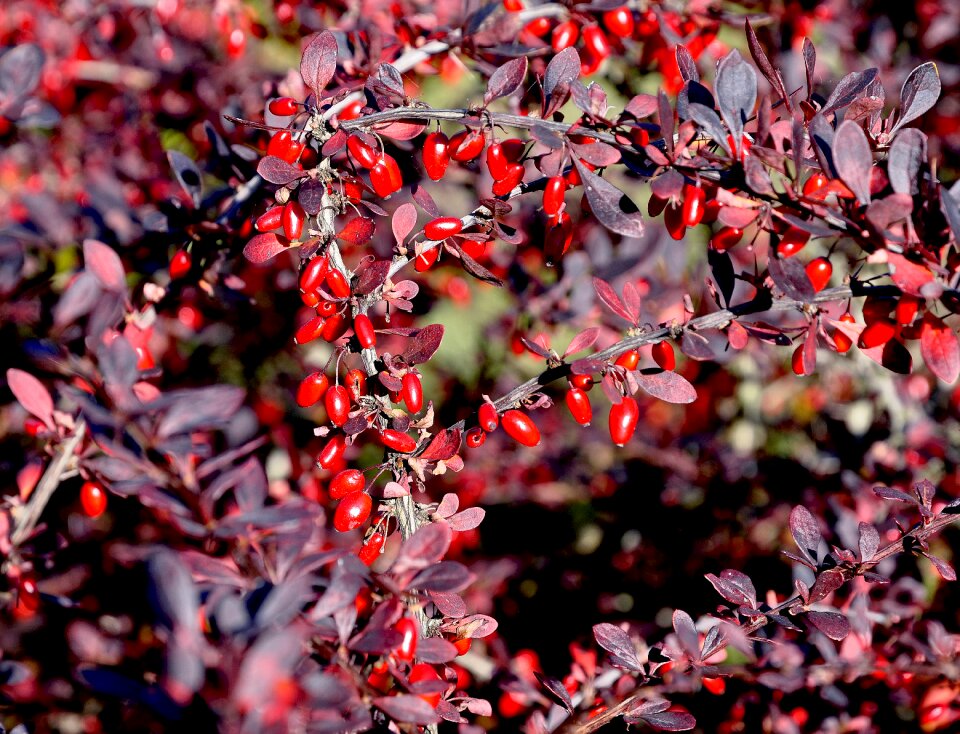 Red foliage tree