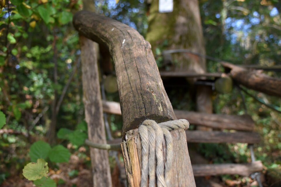 Branches ramp nature