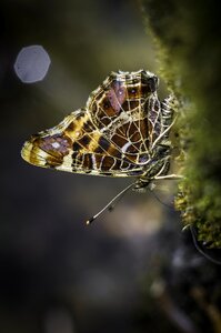 Garden wings painted lady photo