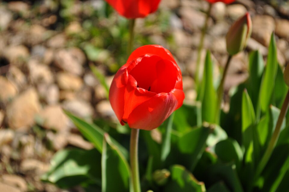 Blossom plant nature
