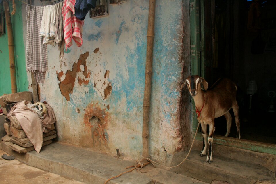 Rural india india goat photo