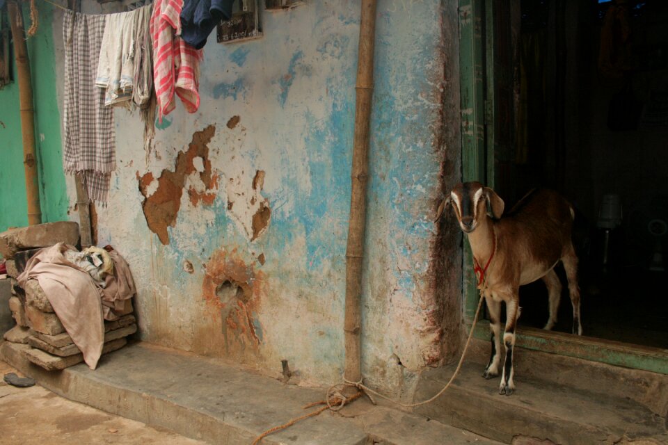 Rural india india goat