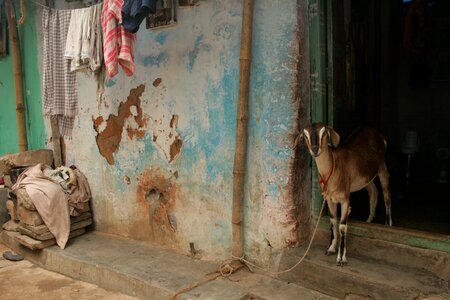 Rural india india goat photo