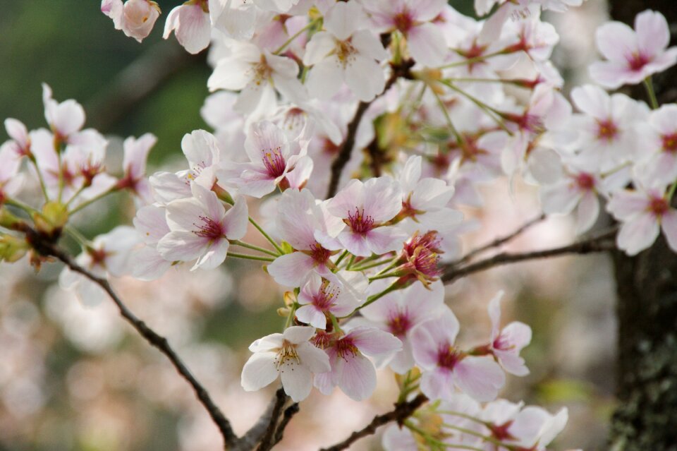 Cherry blossoms japan landscape