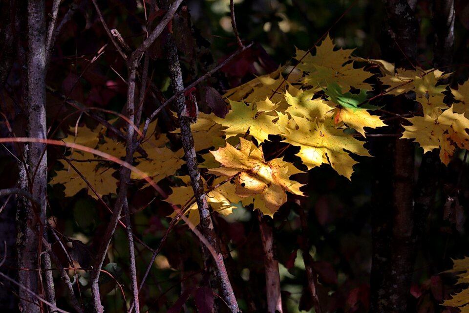 Leaves emerge fall leaves