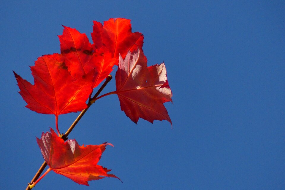 Foliage oct season