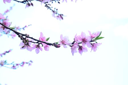 Peach blossom views spring photo