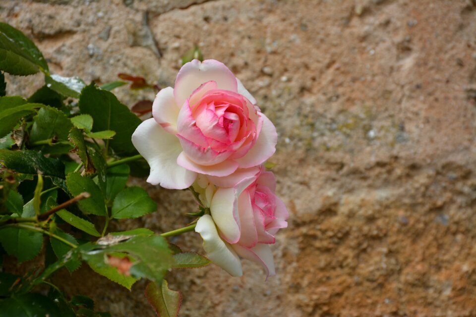 Romantic nature romance
