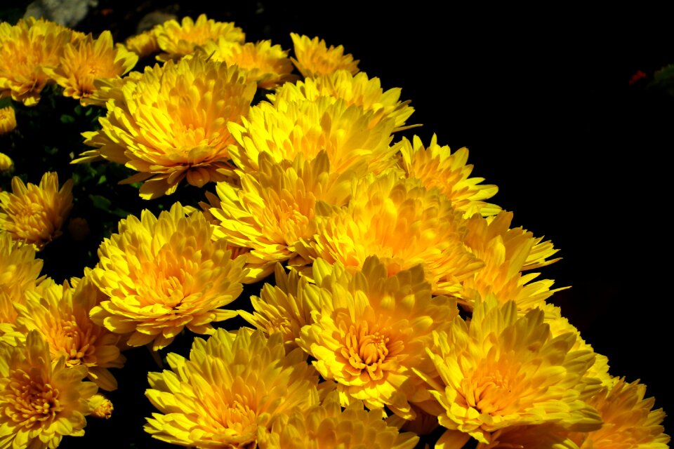 Autumn nature the petals