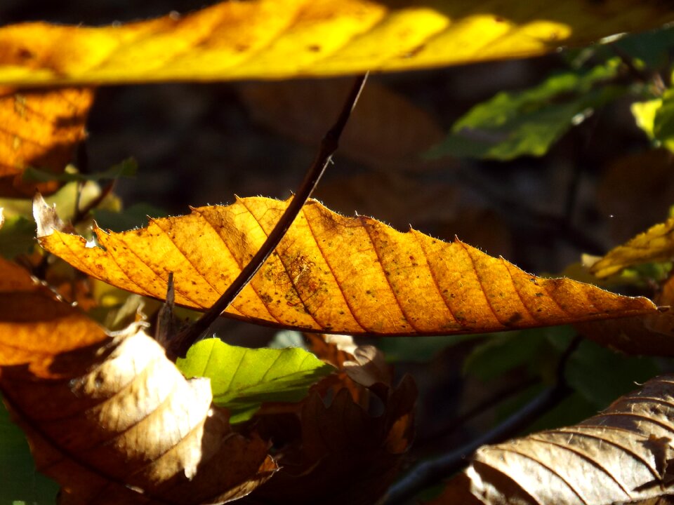 Nature fall foliage colorful