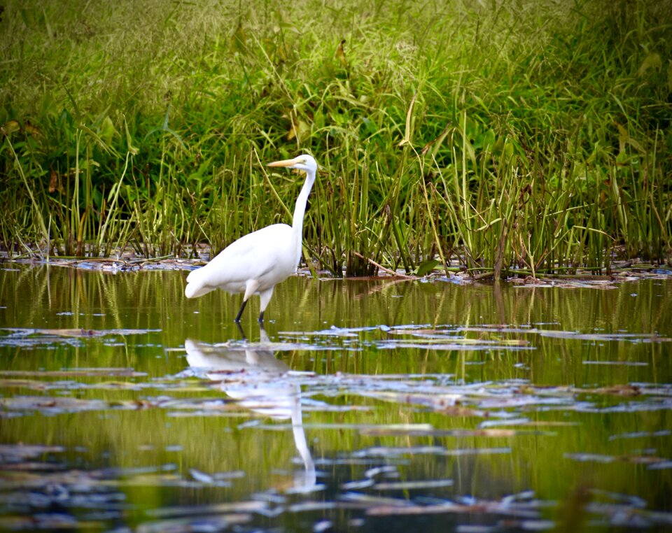 Swampland marsh bird