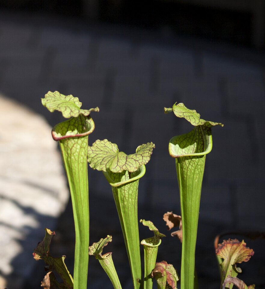 Nature carnivorous plant