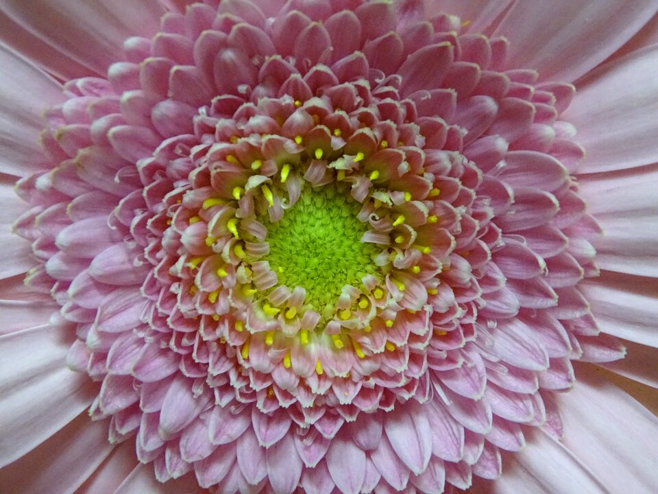 Nature petals plants