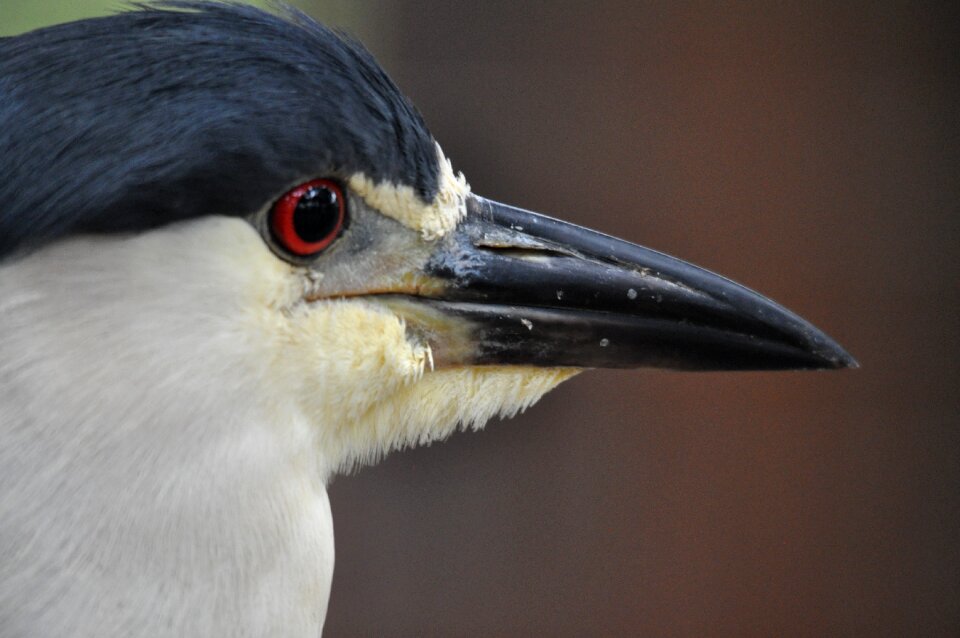 Bird plumage animal photo