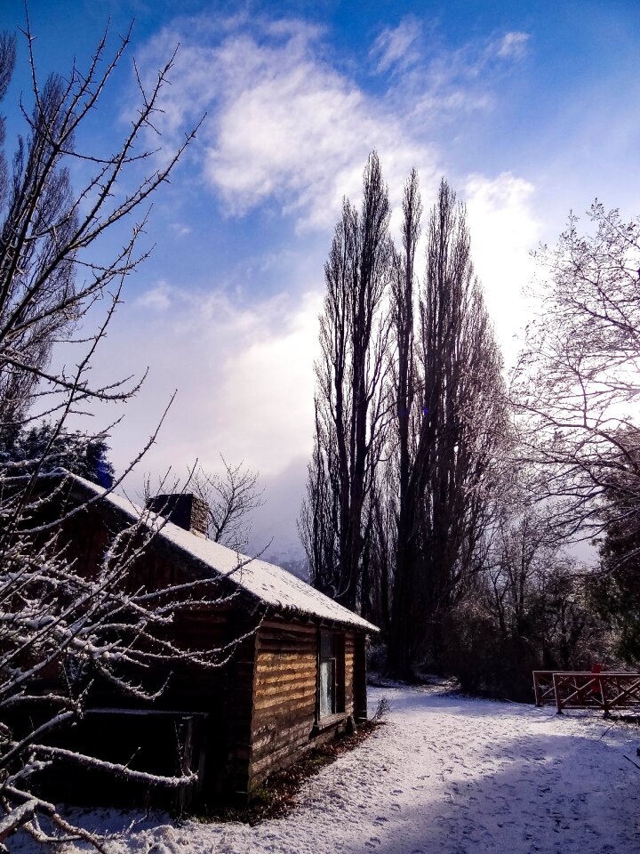 Landscape tree cold