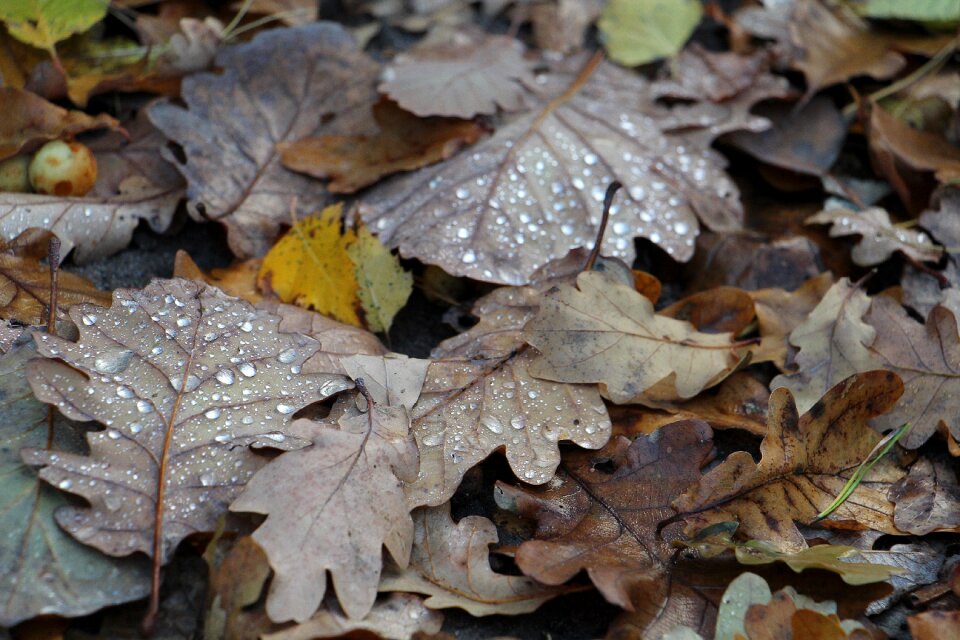 Foliage mood drops of water