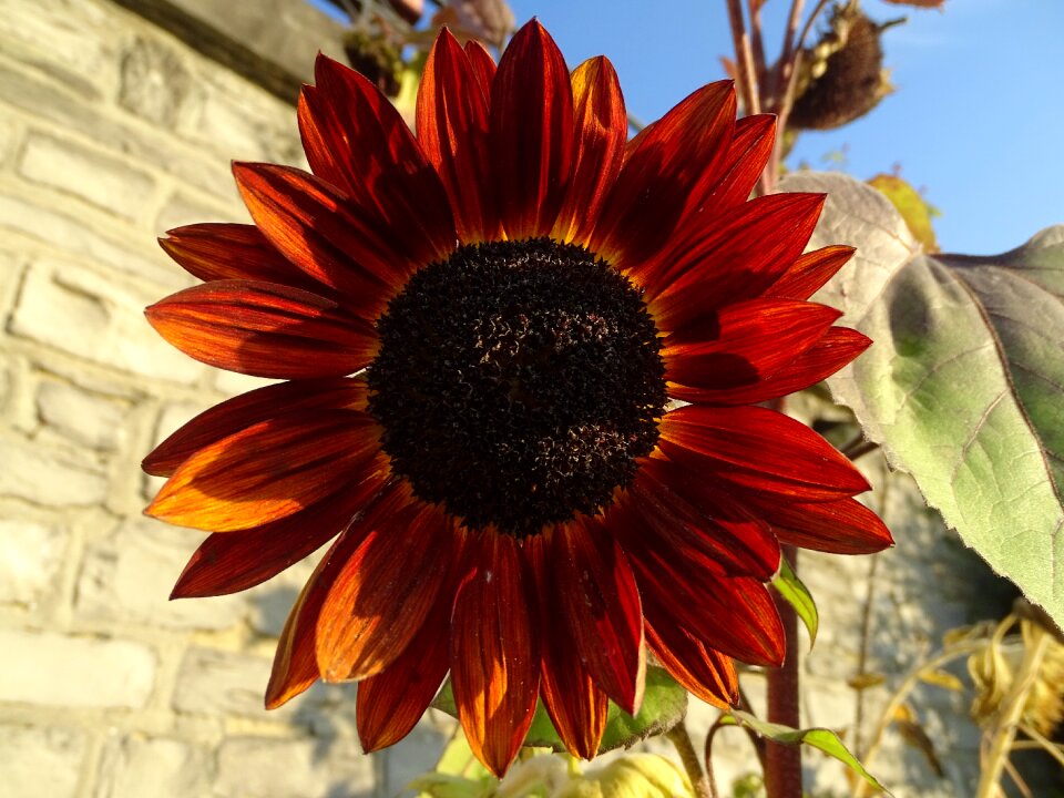 Plants light petals