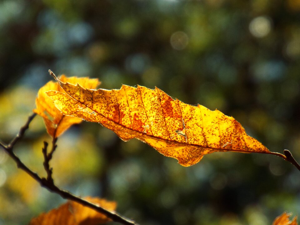 Nature fall color fall foliage