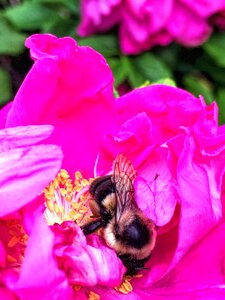 Pink black and yellow closeup