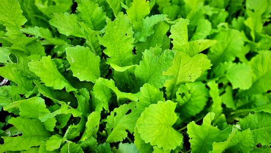 Vegetables cold or health