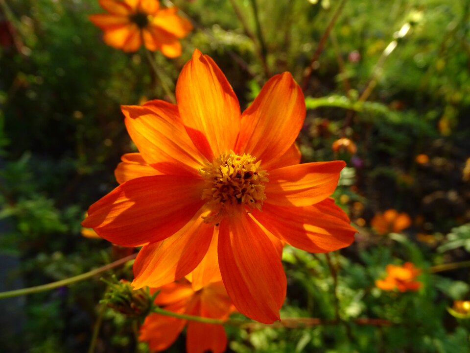 Nature summer plants