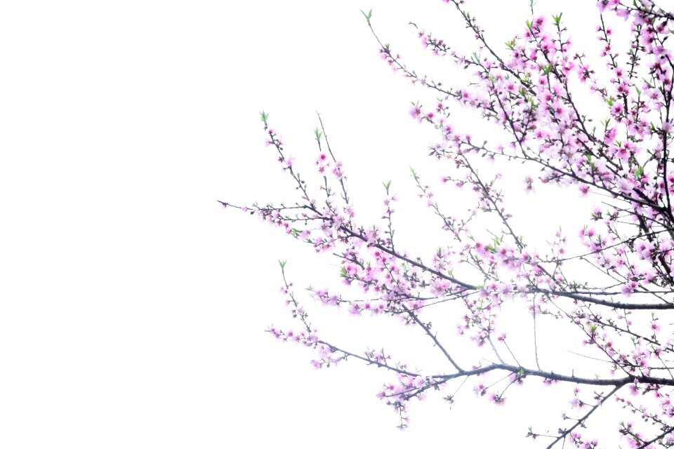 Peach blossom spring ink