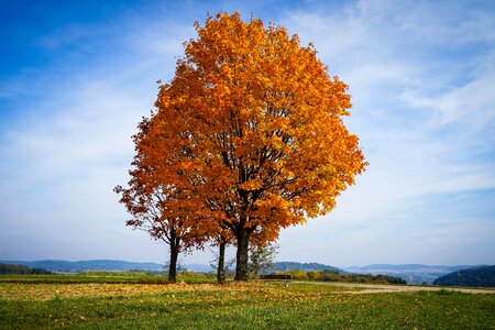 Leaves brown leaves landscape photo