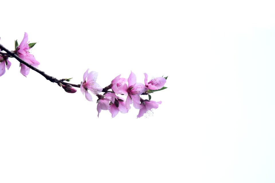 Peach blossom sky white space