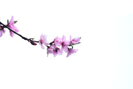 Peach blossom sky white space