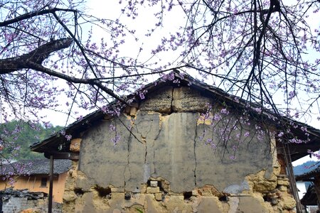 Peach blossom old house eaves photo