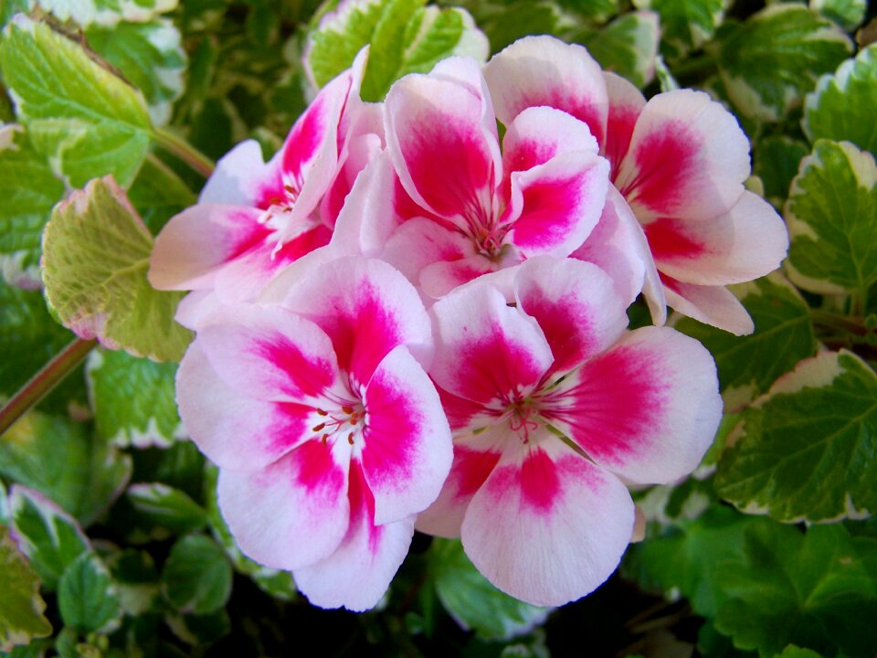 Geranium two color balcony plants