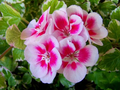 Geranium two color balcony plants