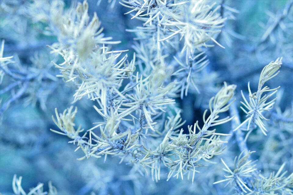 Spring garden flora