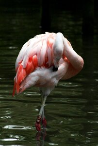 Animal park zoo pink photo