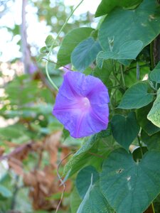 Flora purple flower
