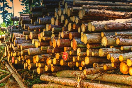 Stack nature firewood