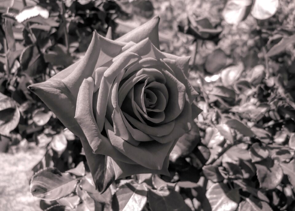 Nature flora