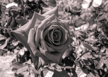 Nature flora