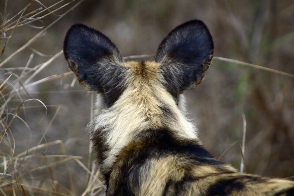 Carnivores wildlife
