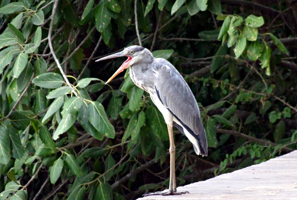 Wader bird ardeidae