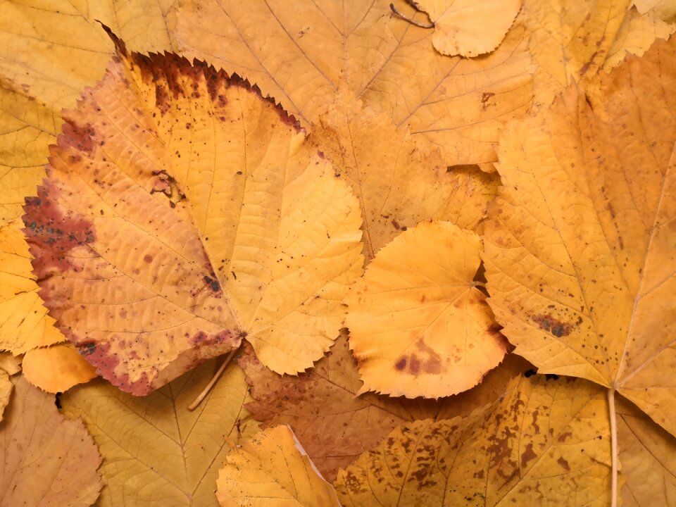 Autumn colors october background
