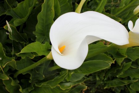 Calla lilly white