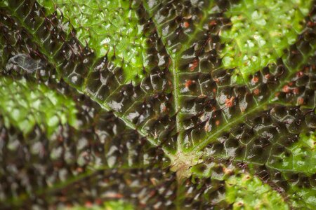 Nature plants